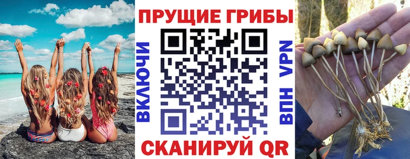 Купить где  Горячий Ключ  Галлюциногенные грибы Psilocybine cubensis 